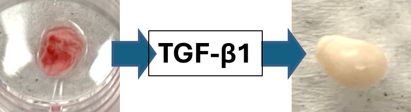 Skeletal Stem Cell Biology